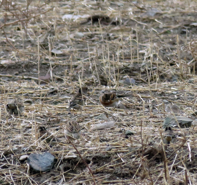 Brambling