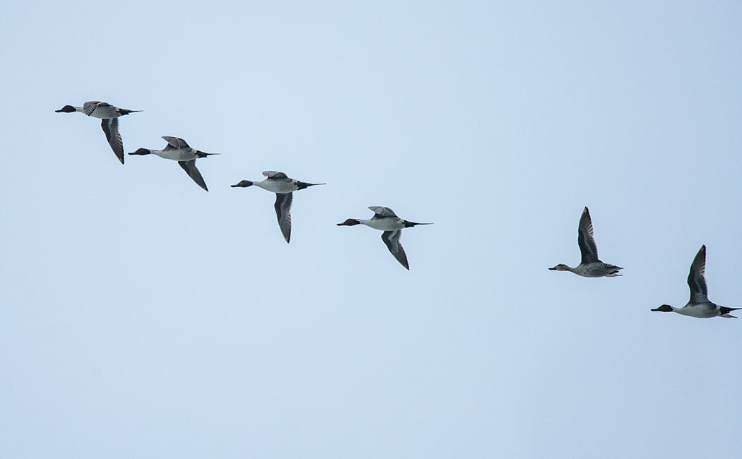 Northern Pintail