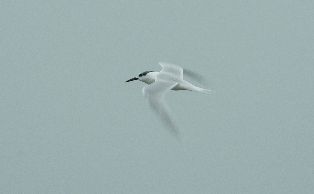 Sandwich Tern