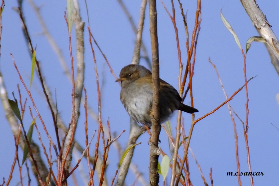 Dunnock