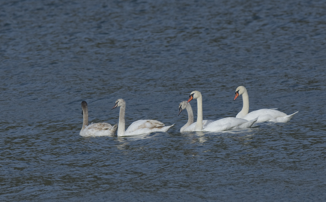 Mute Swan