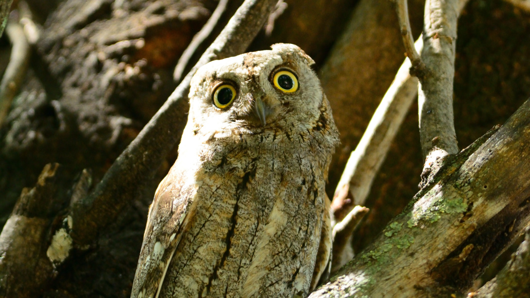 Eurasian Scops Owl