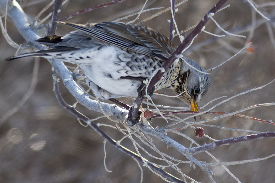 Fieldfare