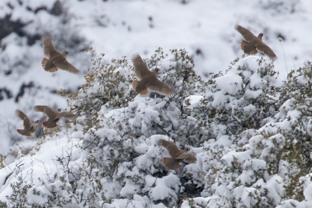 Chukar Partridge