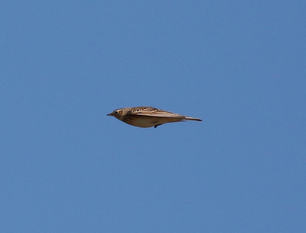 Eurasian Skylark