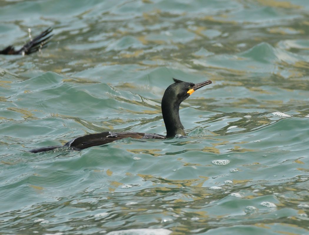 European Shag