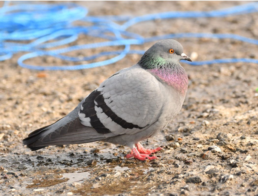 Rock Dove