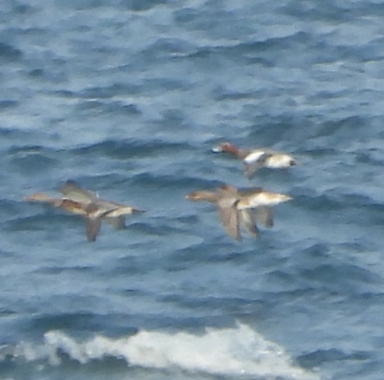 Eurasian Wigeon