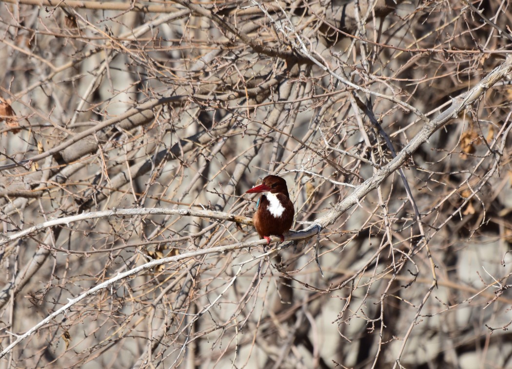 White-throated Kingfisher