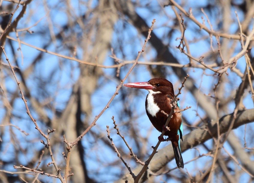 White-throated Kingfisher