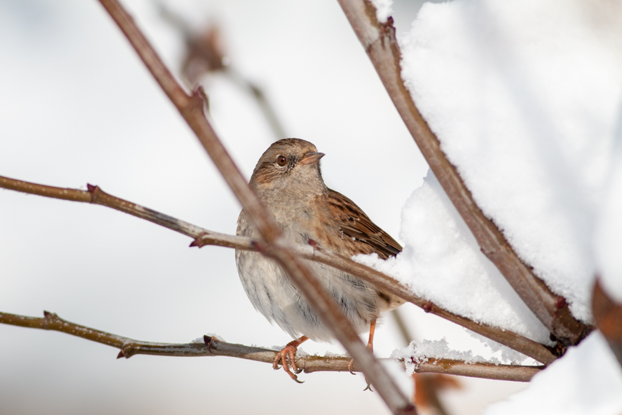 Dunnock