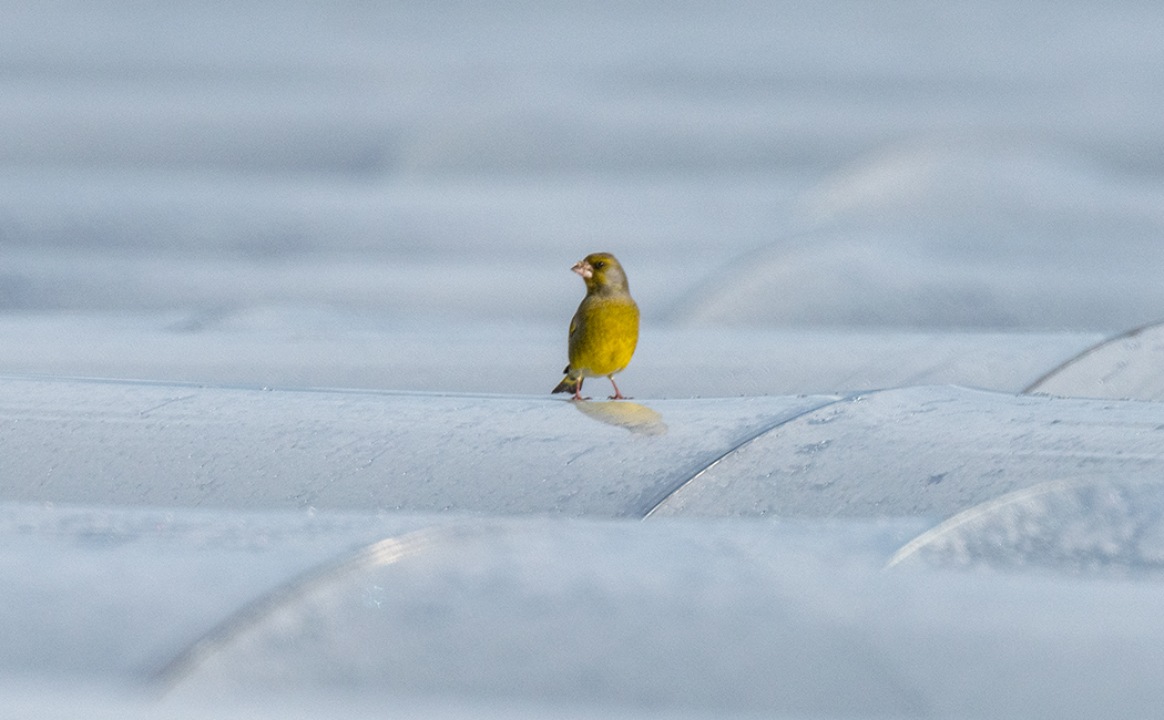 European Greenfinch
