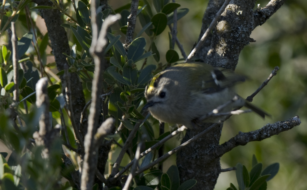 Goldcrest