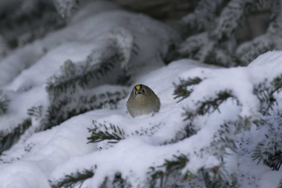 Goldcrest