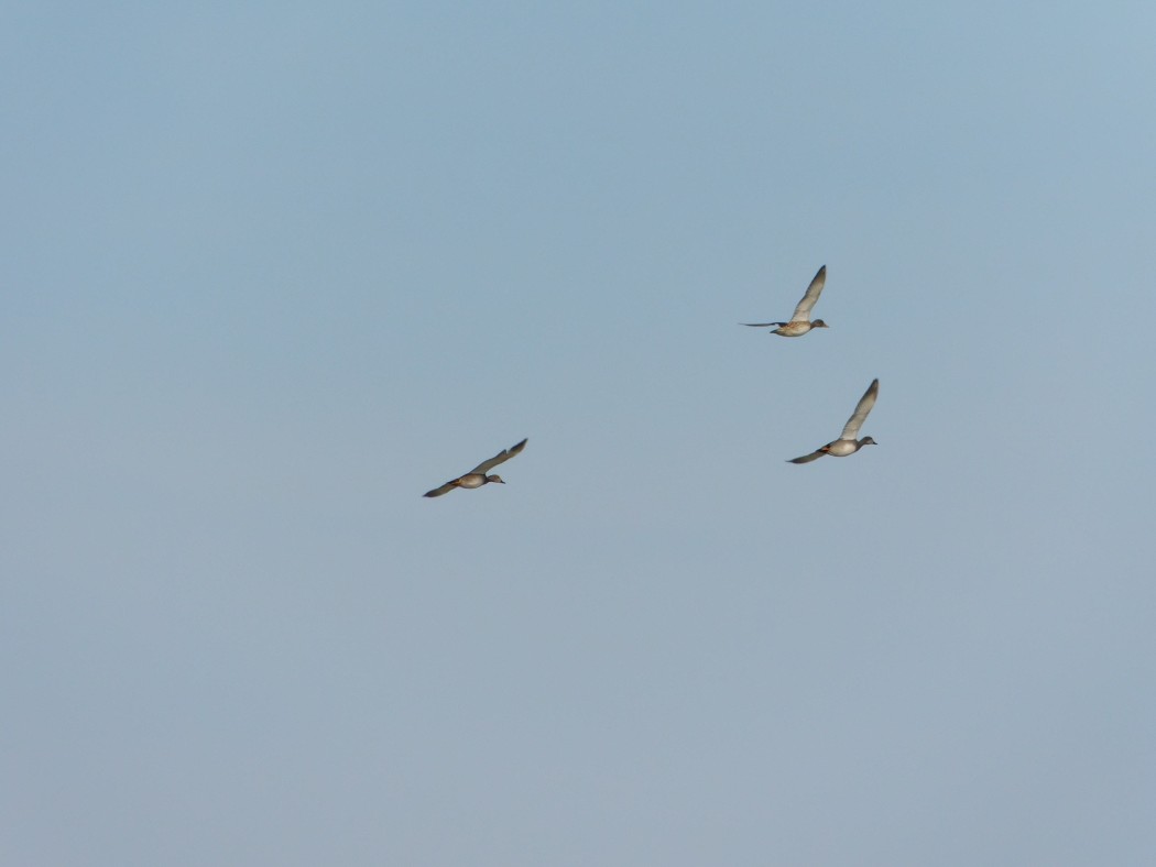 Gadwall