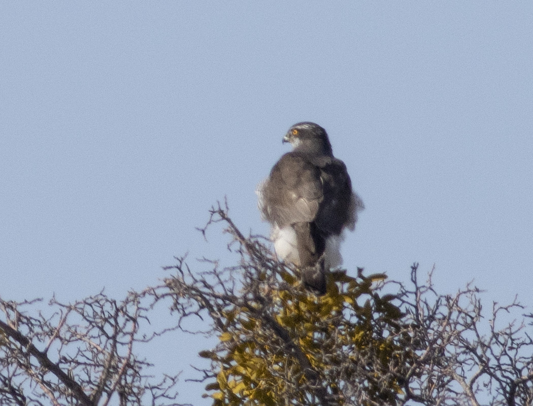 Northern Goshawk
