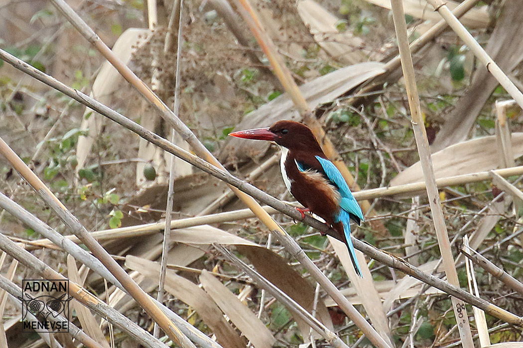 White-throated Kingfisher