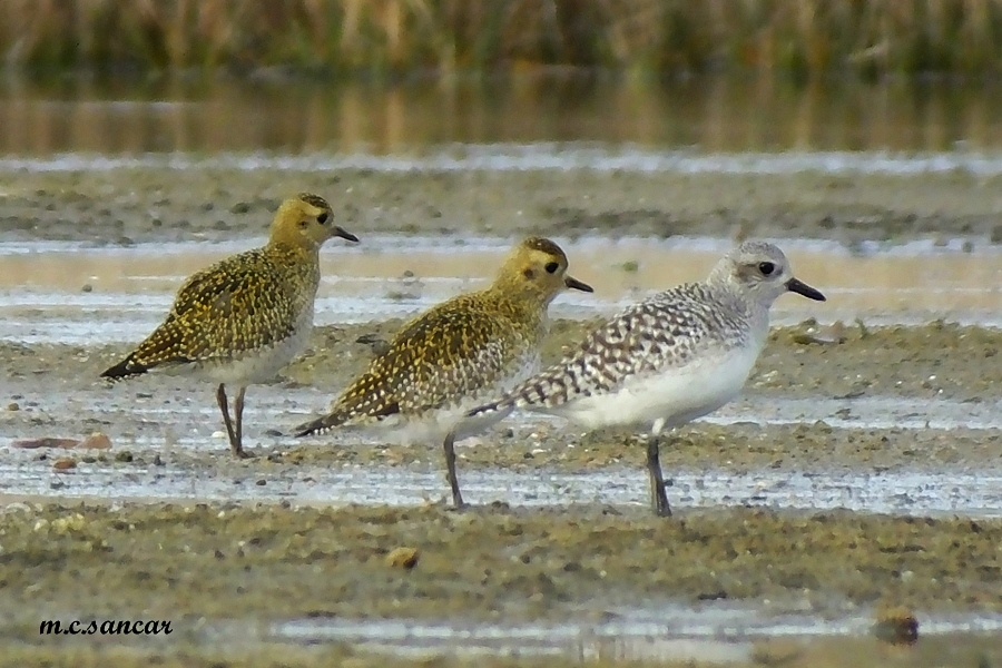 European Golden Plover