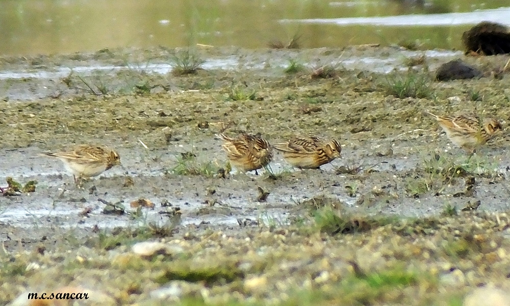 Eurasian Skylark