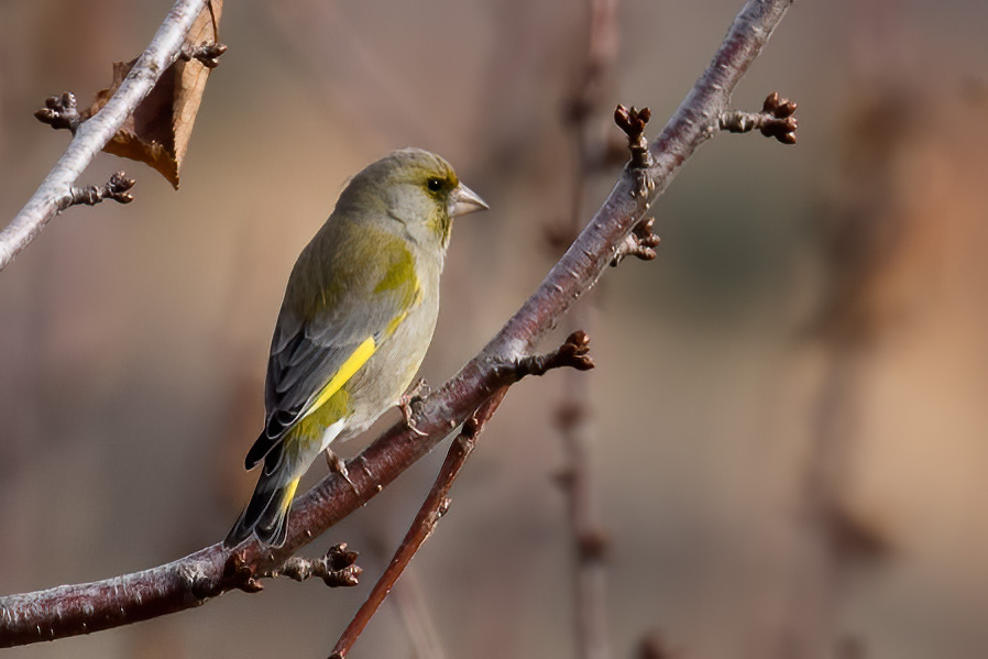 European Greenfinch