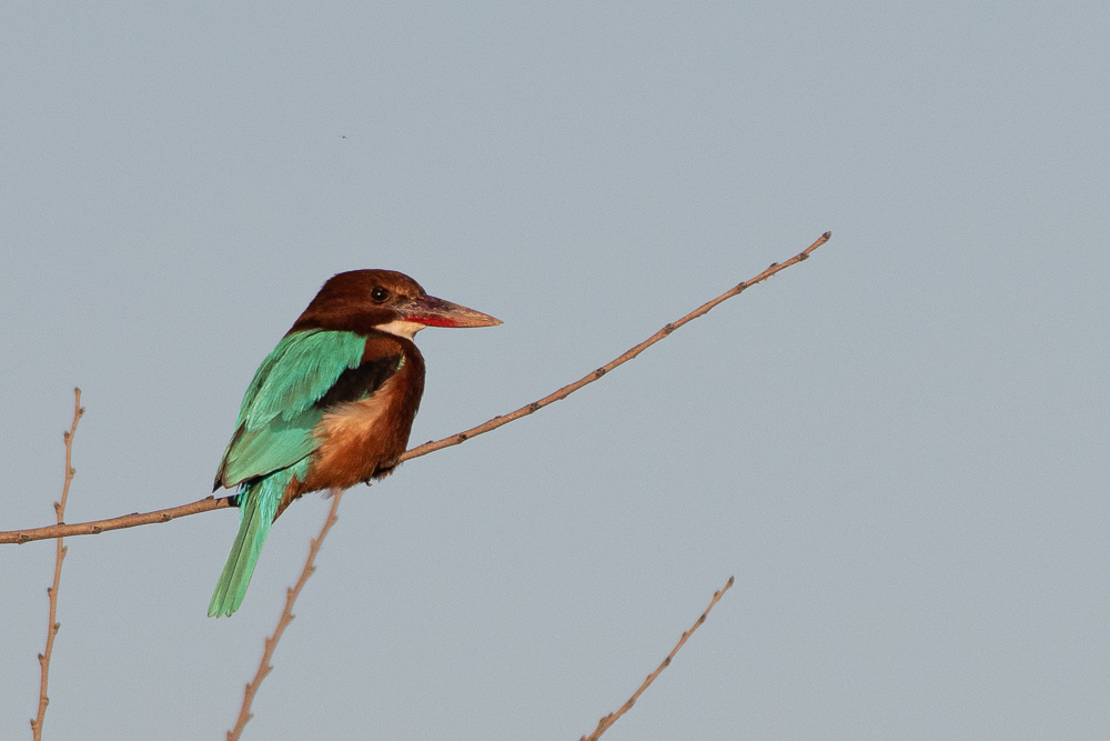 White-throated Kingfisher