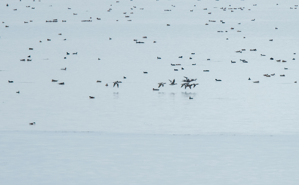 Eurasian Wigeon