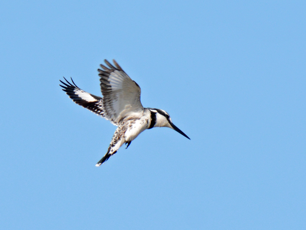 Pied Kingfisher