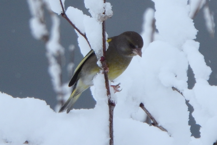 European Greenfinch