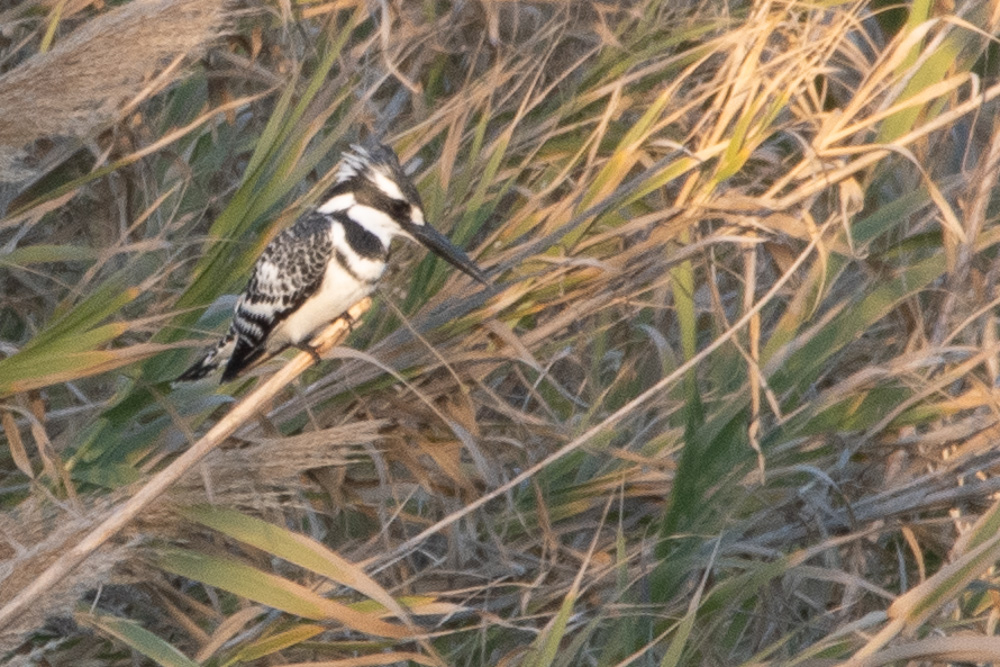Pied Kingfisher
