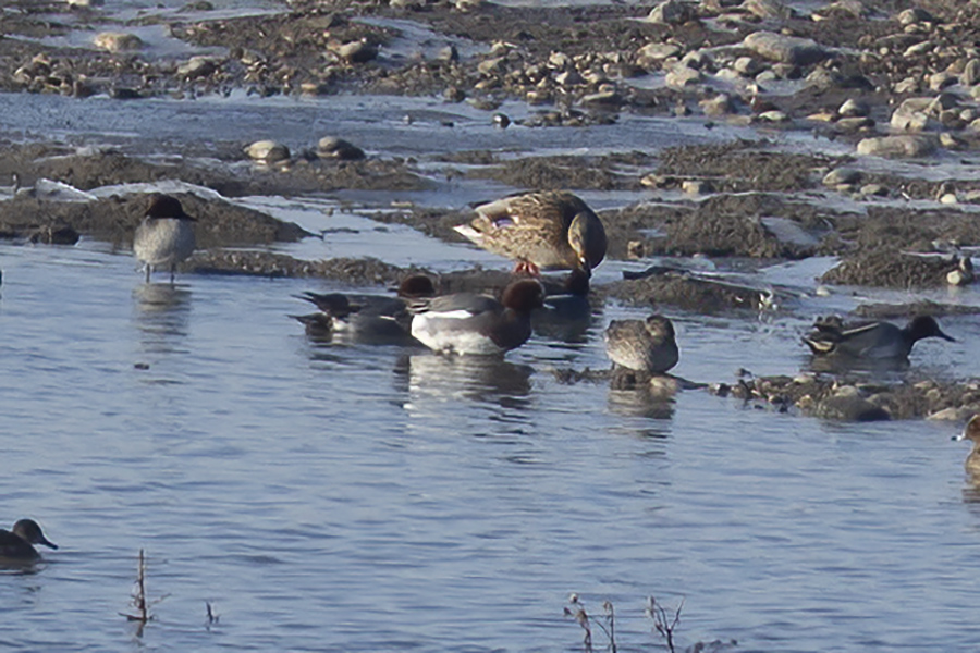 Eurasian Wigeon