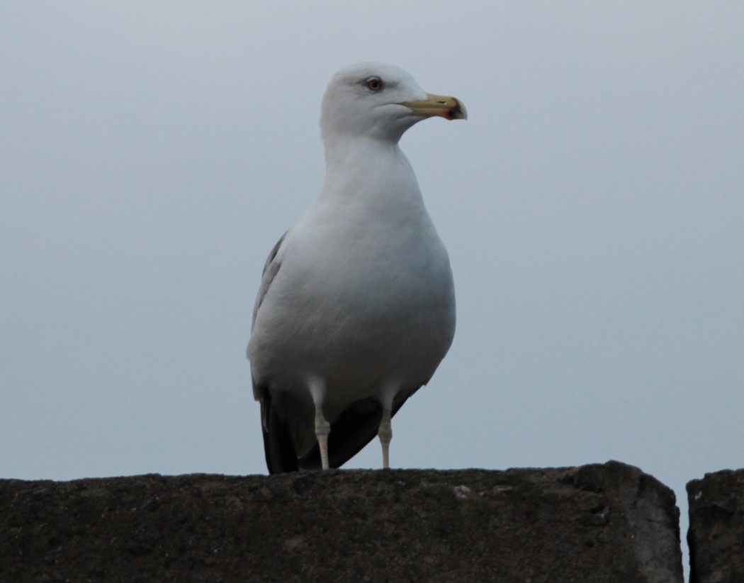 Armenian Gull