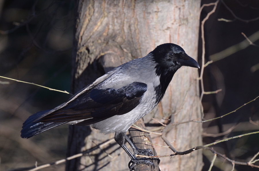 Hooded Crow