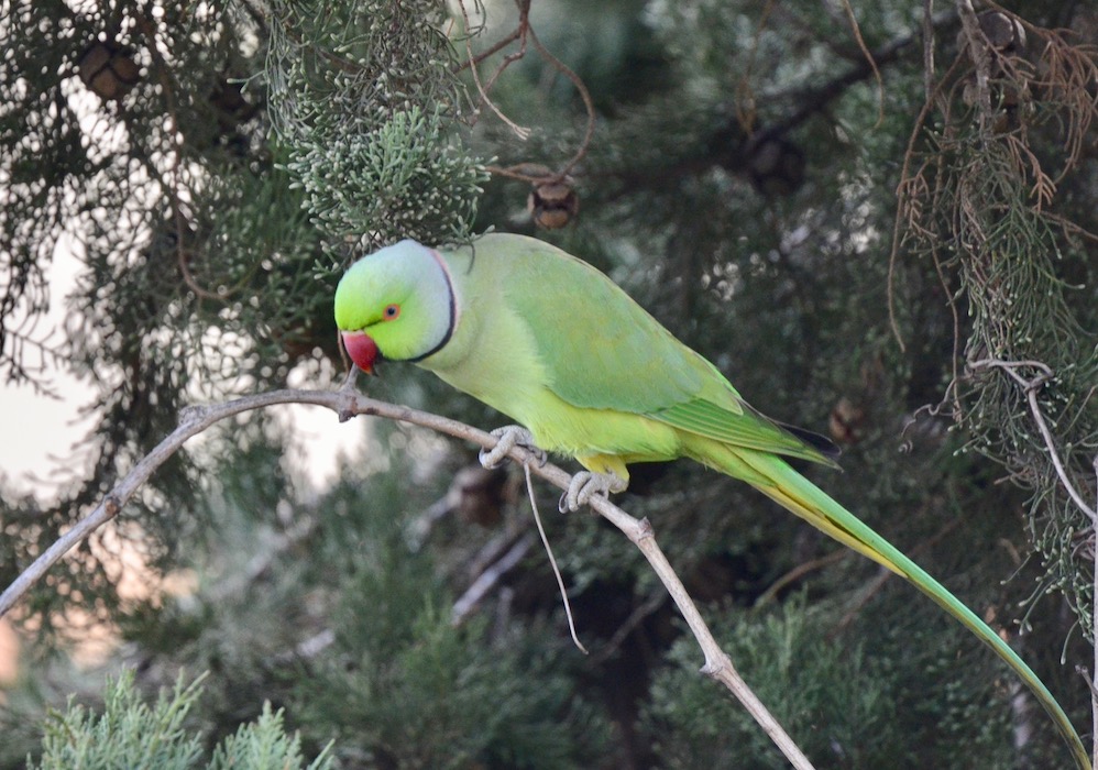 Rose-ringed Parakeet