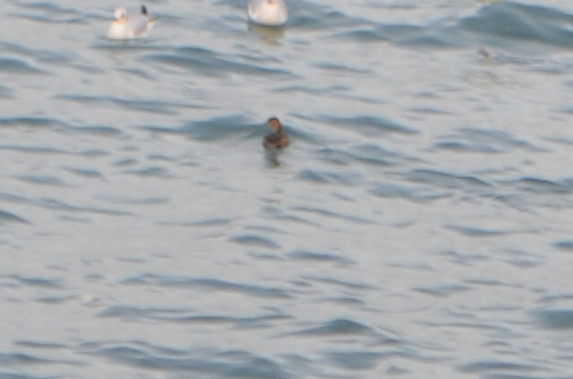 Little Grebe