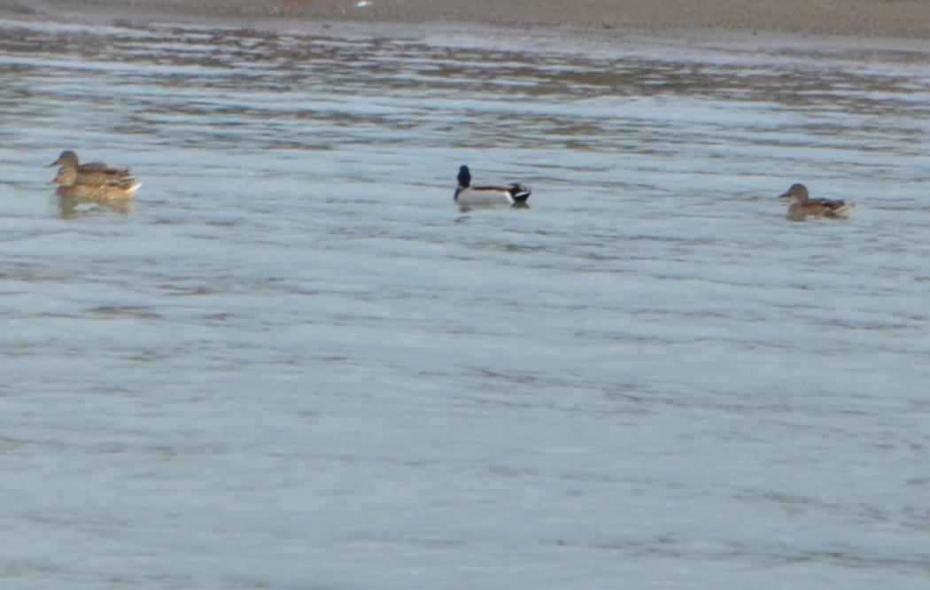 Mallard