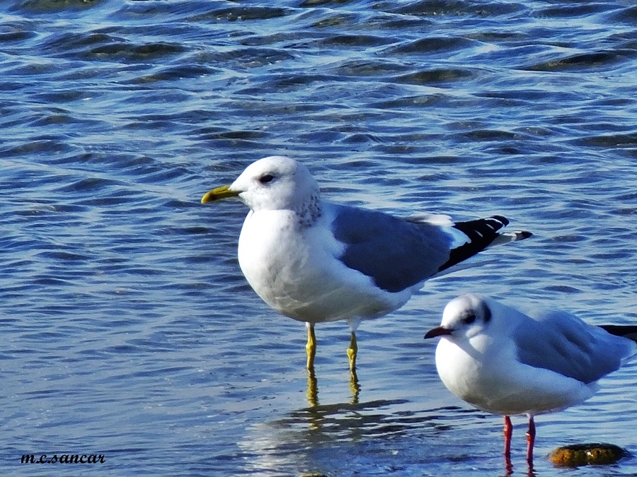 Mew Gull