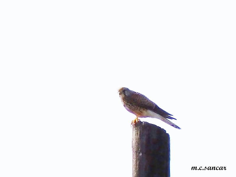 Common Kestrel