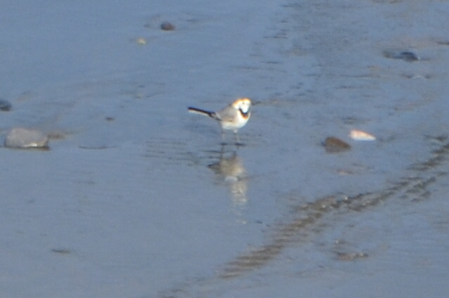 White Wagtail