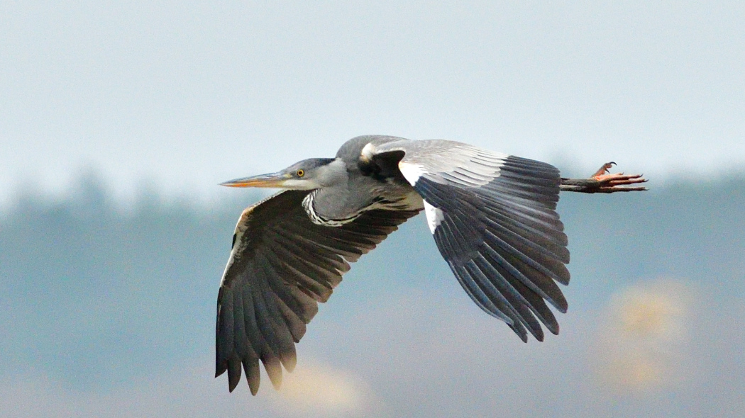 Grey Heron