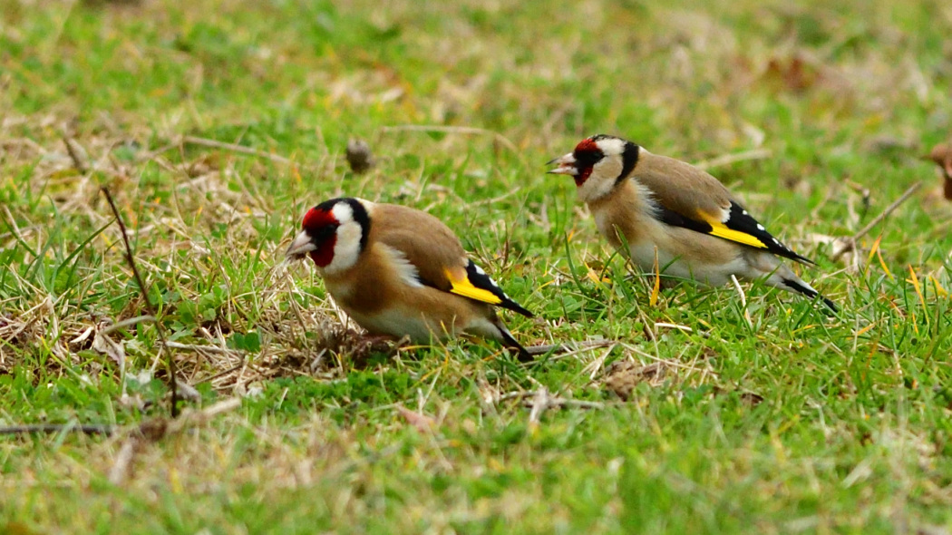 European Goldfinch
