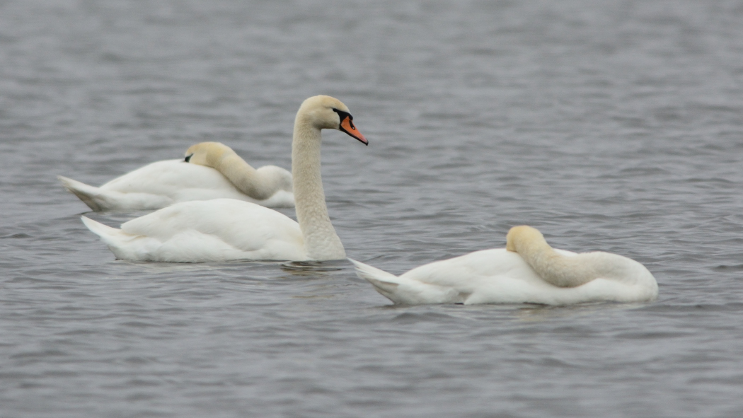 Mute Swan