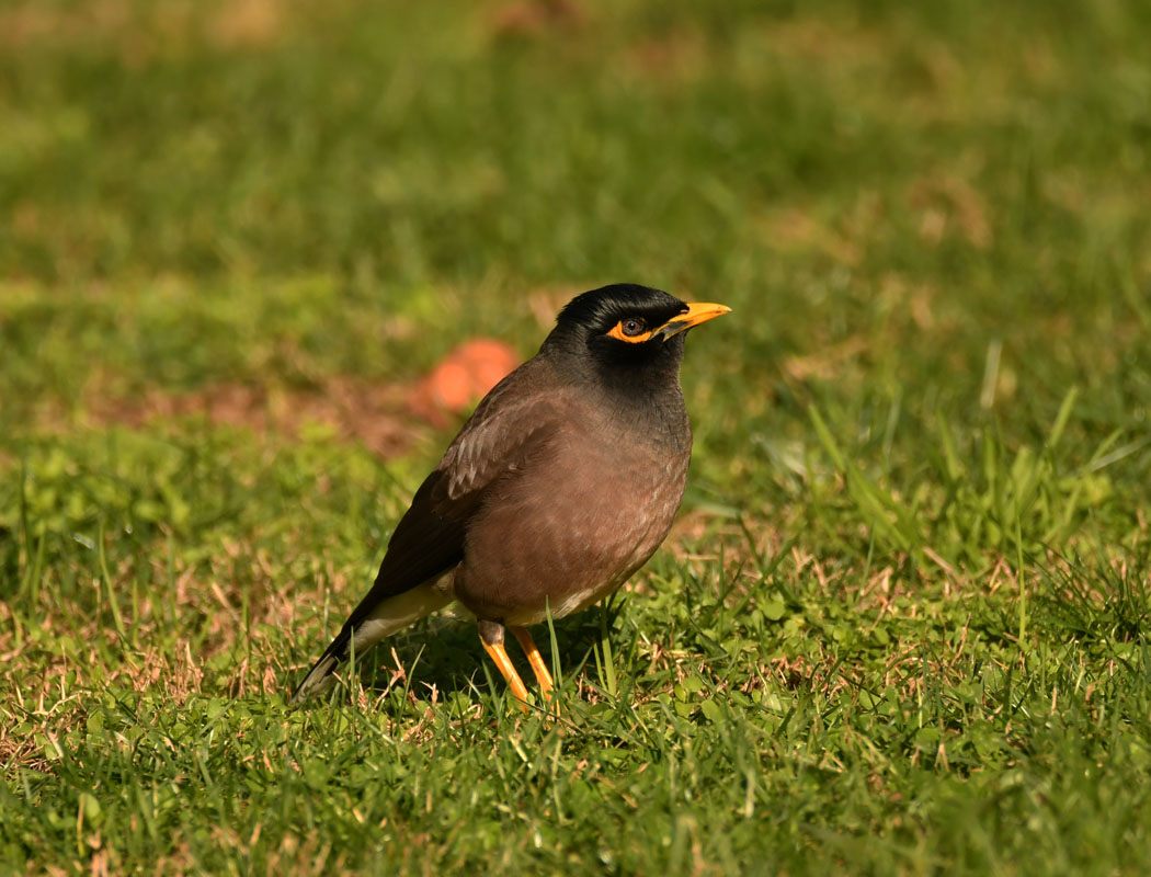 Common Myna