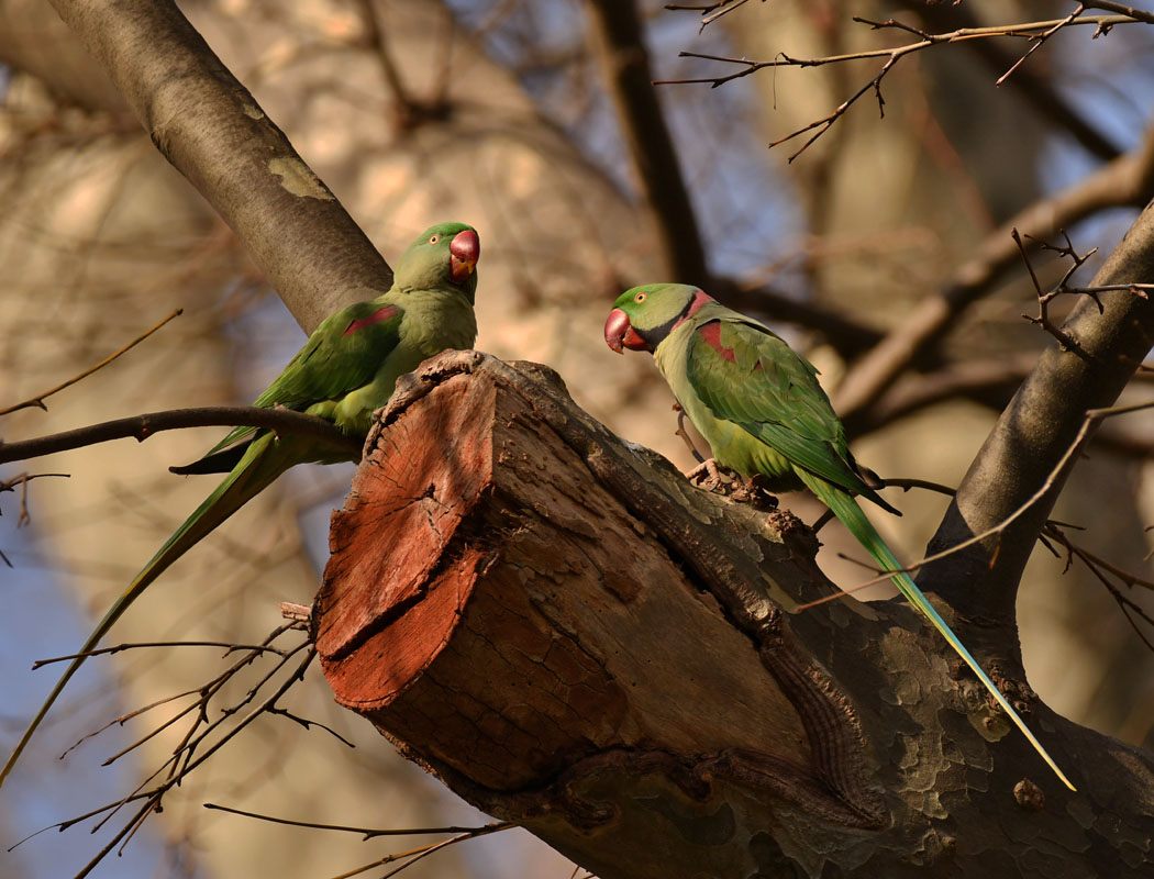 Alexandrine Parakeet