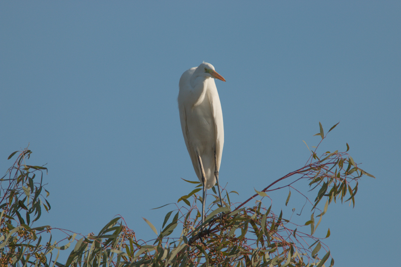 Great Egret