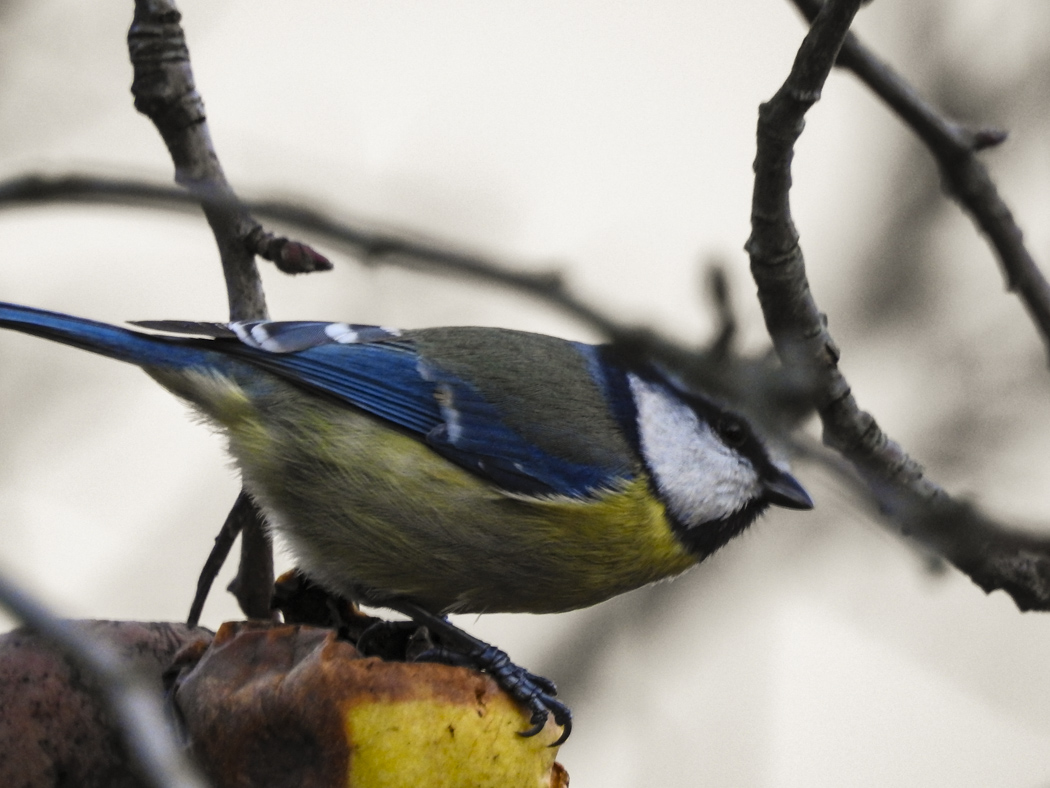 Eurasian Blue Tit