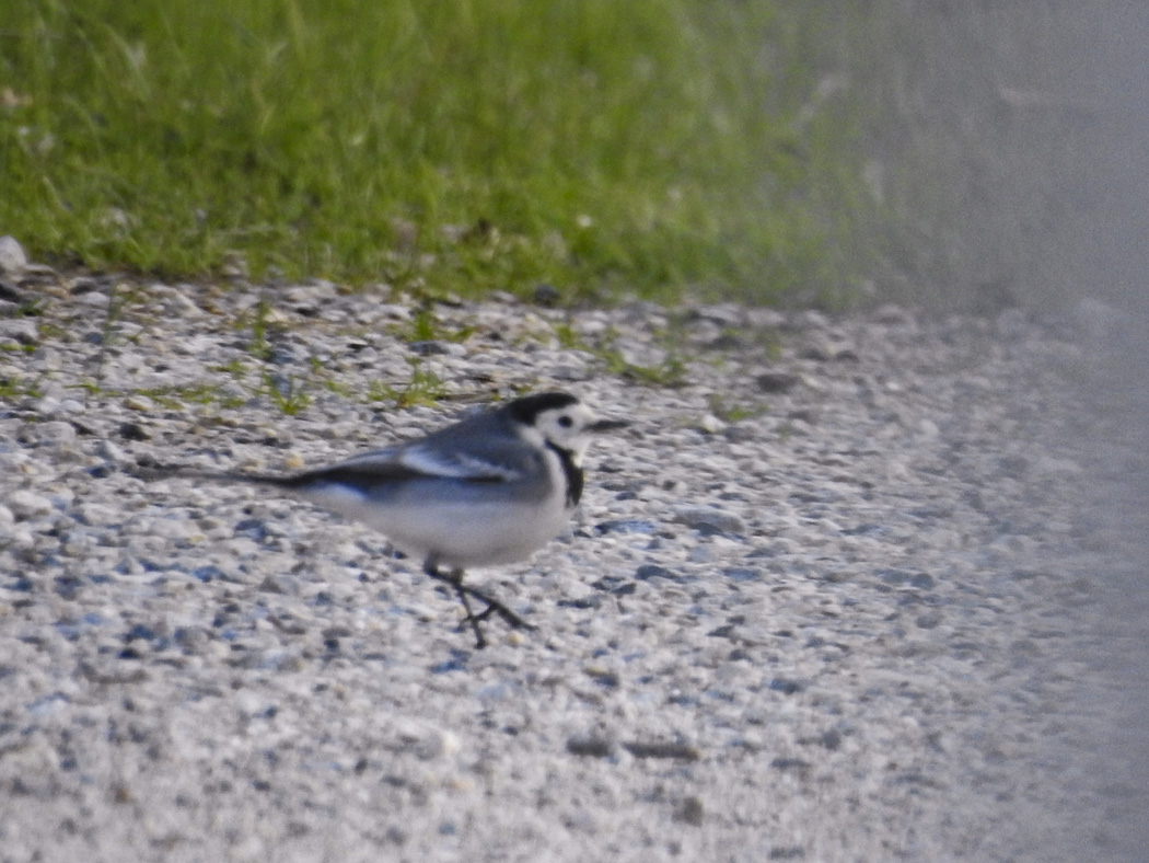 White Wagtail