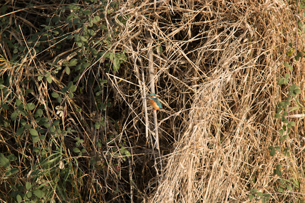 Common Kingfisher