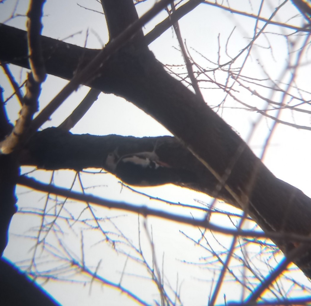 Syrian Woodpecker