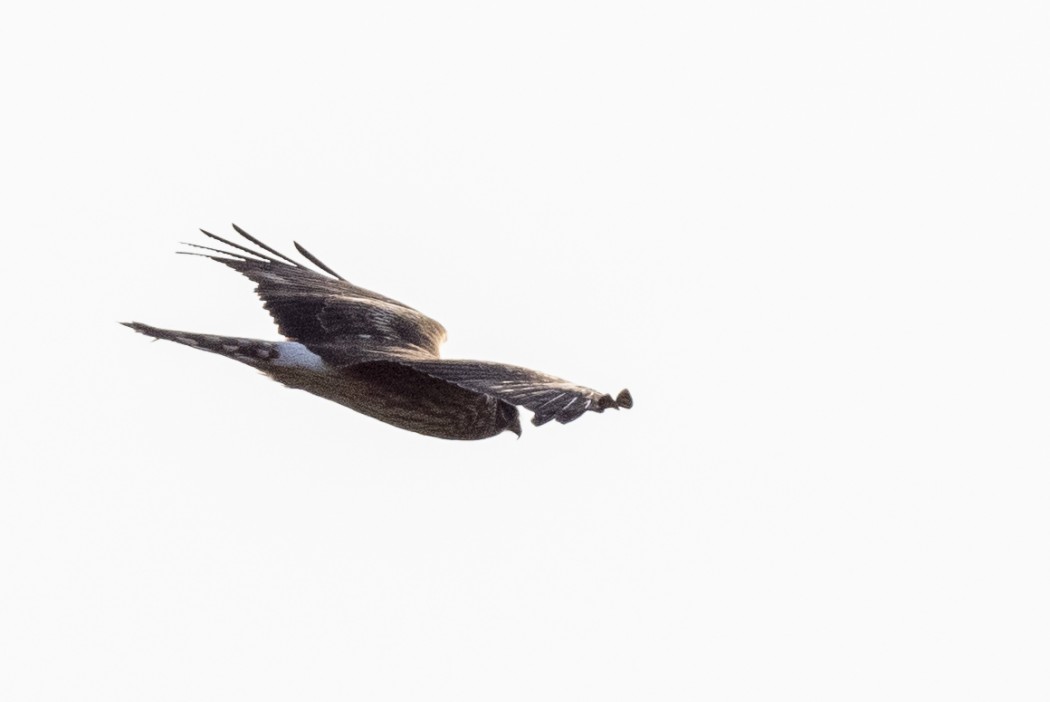 Hen Harrier