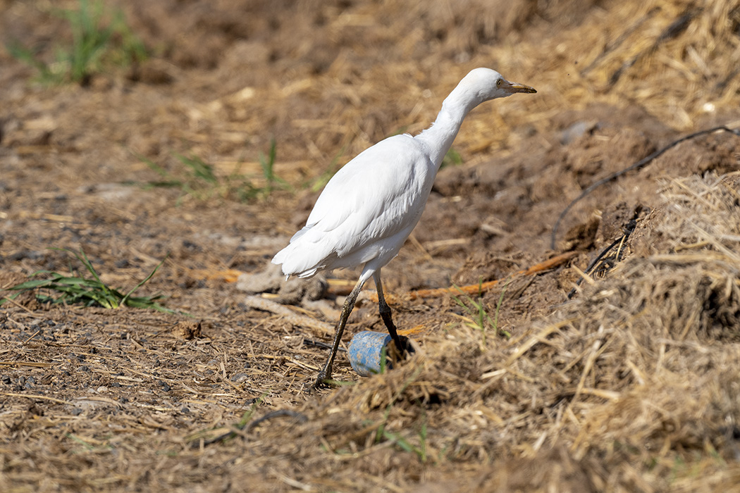 Western Cattle Egret